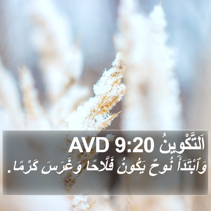 اَلتَّكْوِينُ 9:20 AVD Bible Study