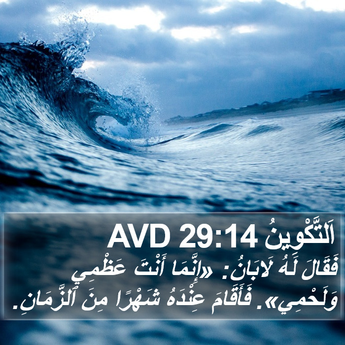 اَلتَّكْوِينُ 29:14 AVD Bible Study