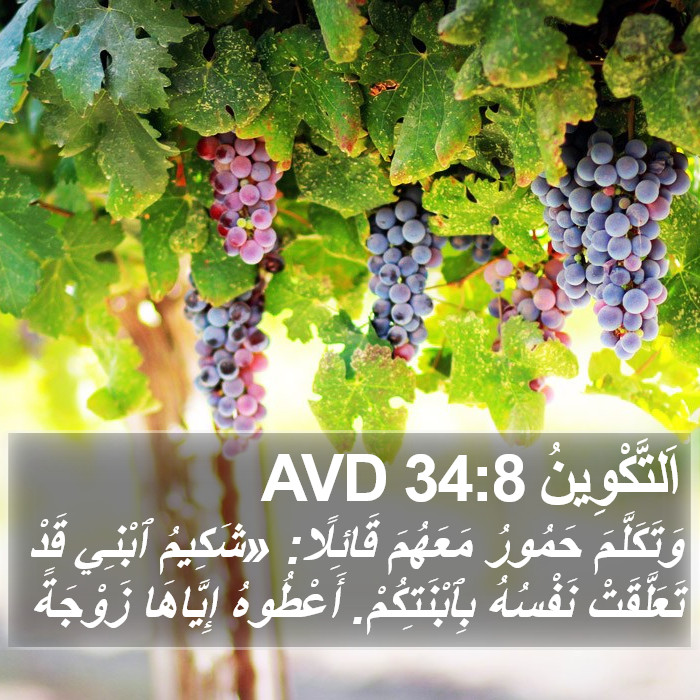 اَلتَّكْوِينُ 34:8 AVD Bible Study