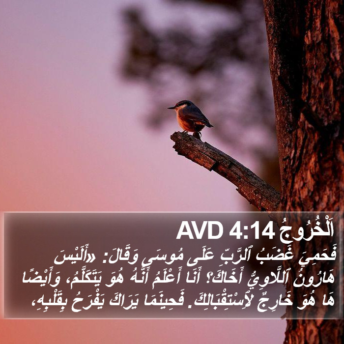 اَلْخُرُوجُ 4:14 AVD Bible Study