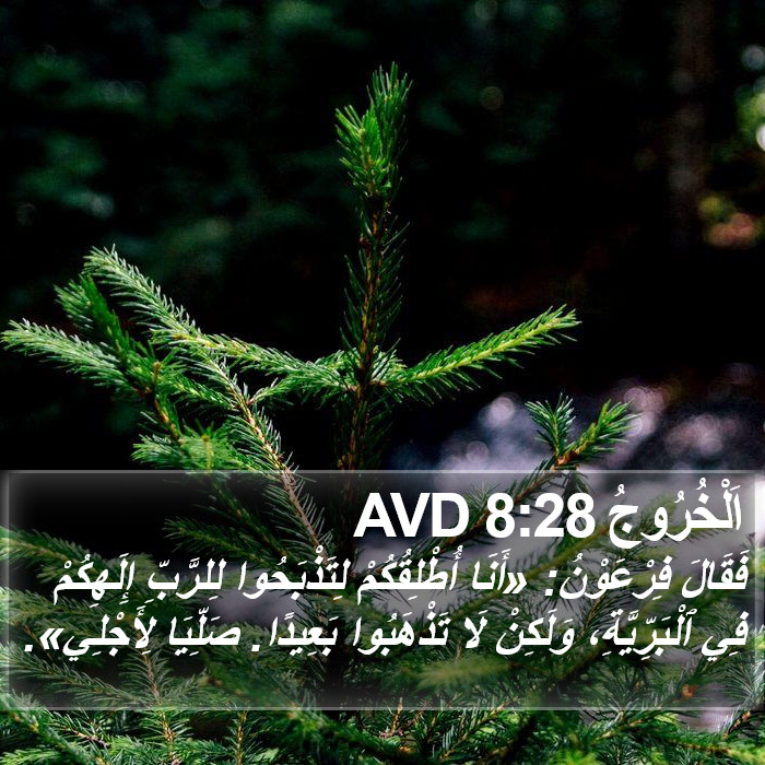 اَلْخُرُوجُ 8:28 AVD Bible Study