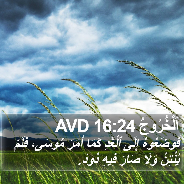 اَلْخُرُوجُ 16:24 AVD Bible Study
