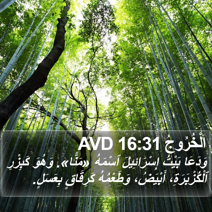 اَلْخُرُوجُ 16:31 AVD Bible Study