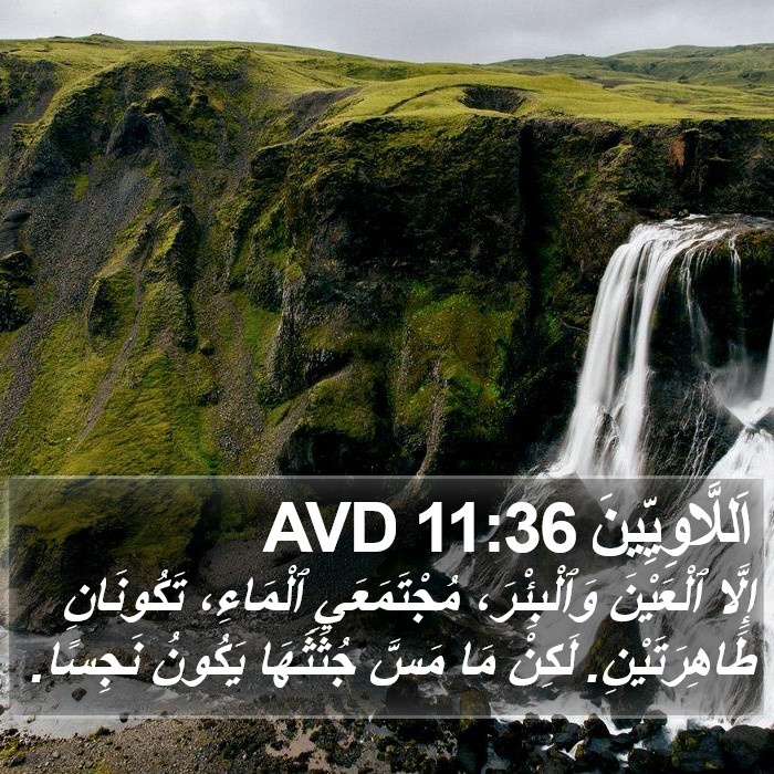 اَللَّاوِيِّينَ 11:36 AVD Bible Study