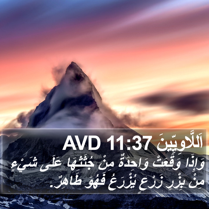 اَللَّاوِيِّينَ 11:37 AVD Bible Study