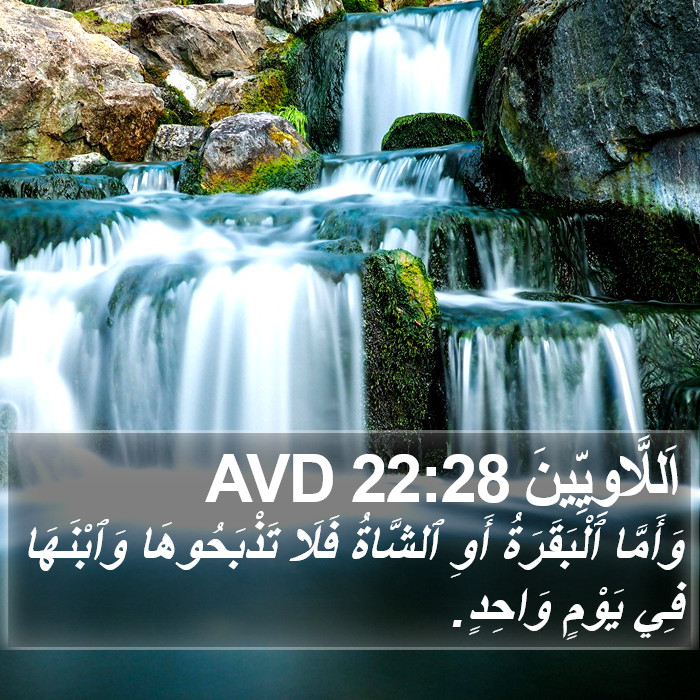 اَللَّاوِيِّينَ 22:28 AVD Bible Study