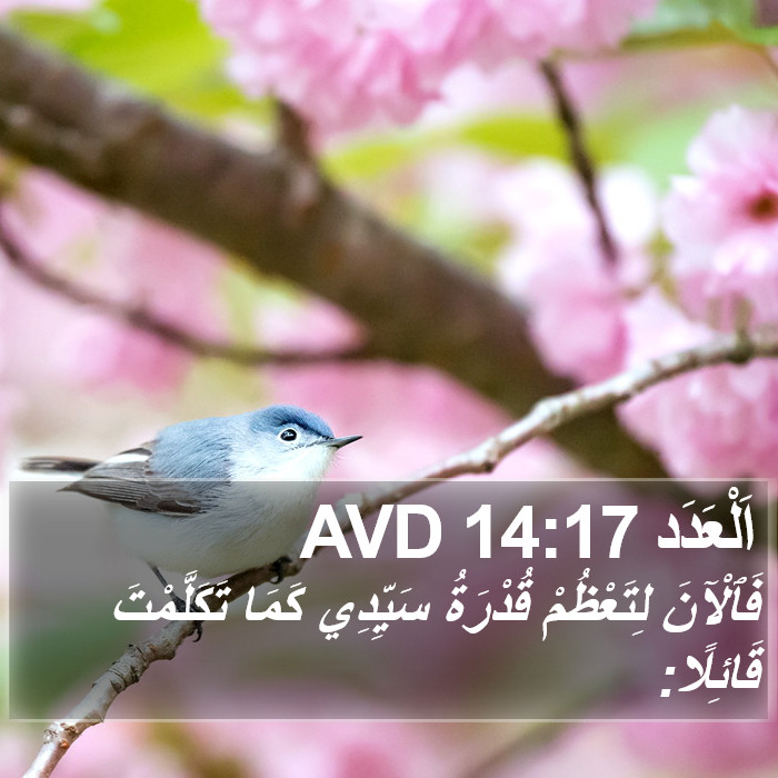 اَلْعَدَد 14:17 AVD Bible Study