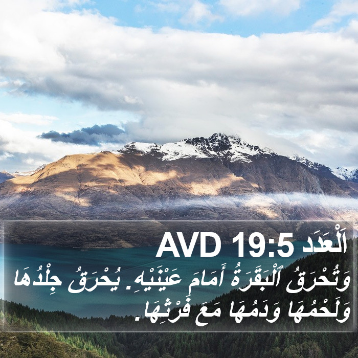 اَلْعَدَد 19:5 AVD Bible Study