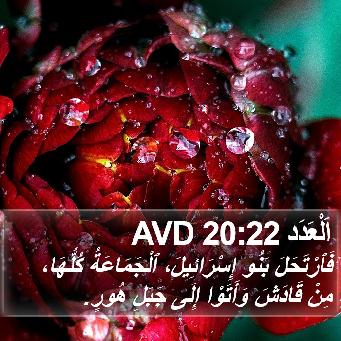 اَلْعَدَد 20:22 AVD Bible Study