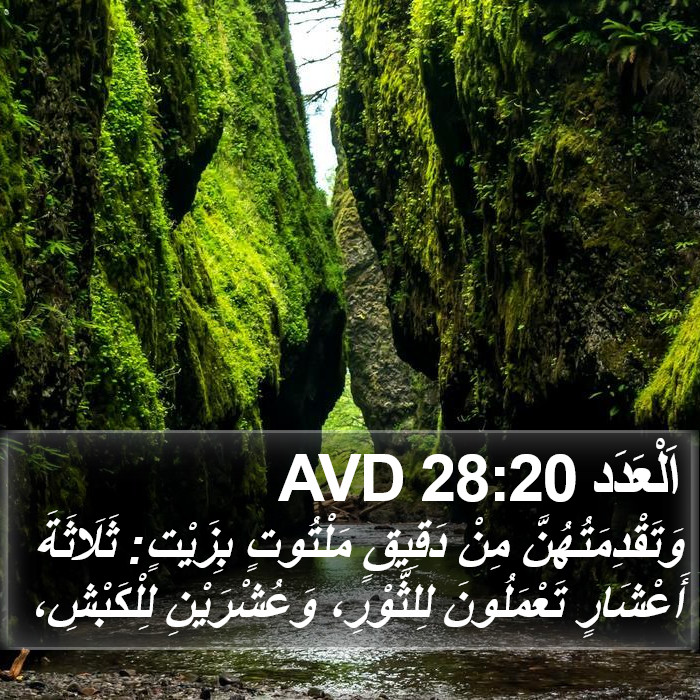 اَلْعَدَد 28:20 AVD Bible Study