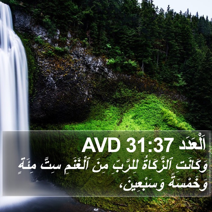 اَلْعَدَد 31:37 AVD Bible Study