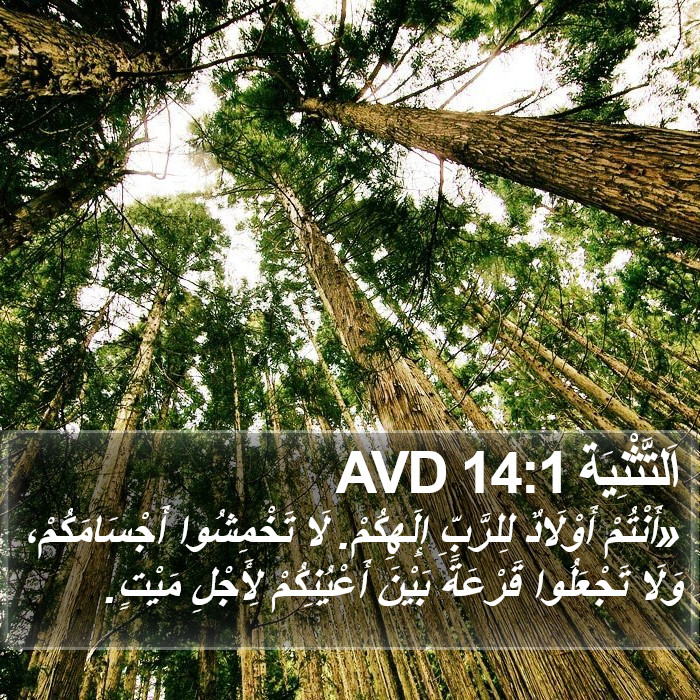 اَلتَّثْنِيَة 14:1 AVD Bible Study