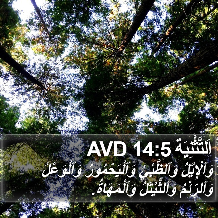 اَلتَّثْنِيَة 14:5 AVD Bible Study