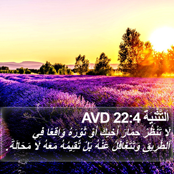 اَلتَّثْنِيَة 22:4 AVD Bible Study