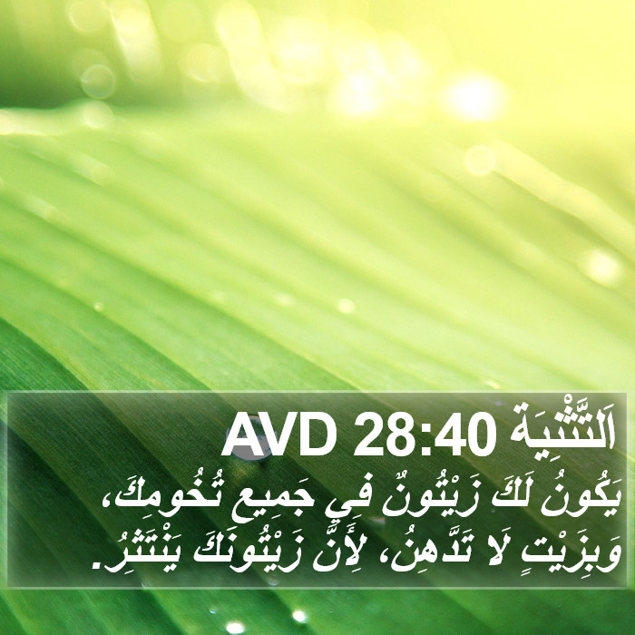 اَلتَّثْنِيَة 28:40 AVD Bible Study