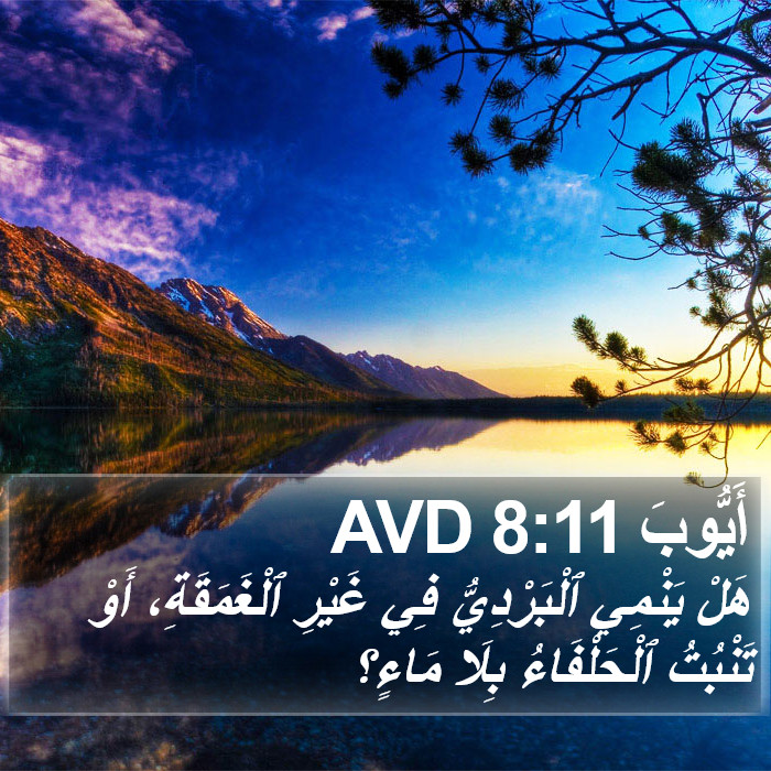 أَيُّوبَ 8:11 AVD Bible Study