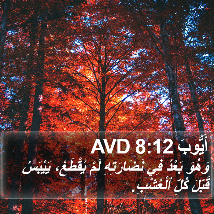 أَيُّوبَ 8:12 AVD Bible Study