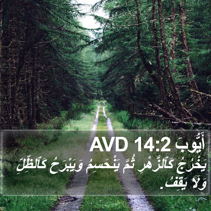 أَيُّوبَ 14:2 AVD Bible Study