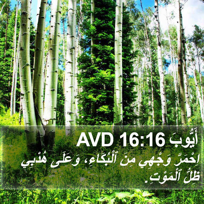أَيُّوبَ 16:16 AVD Bible Study