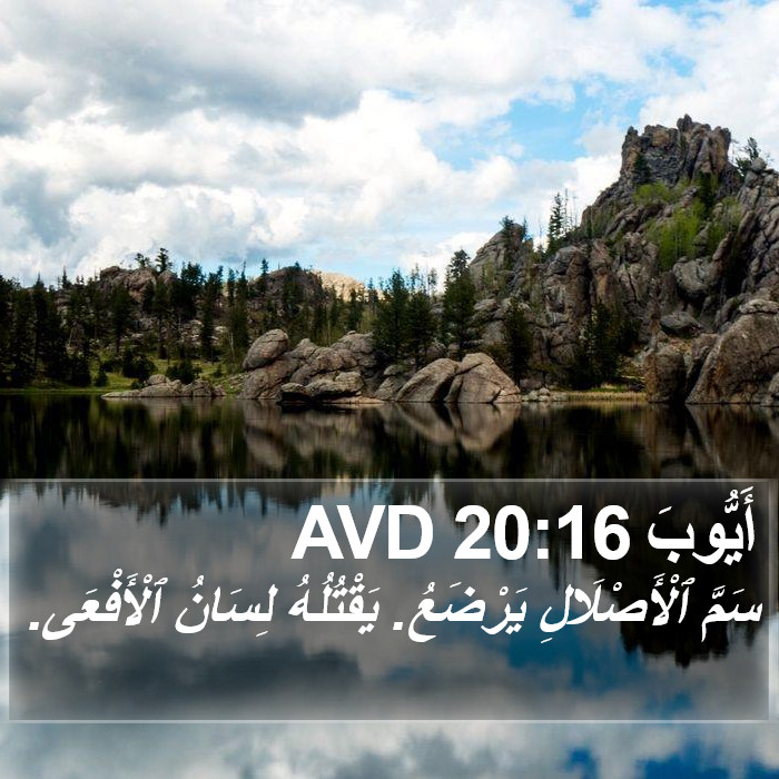 أَيُّوبَ 20:16 AVD Bible Study