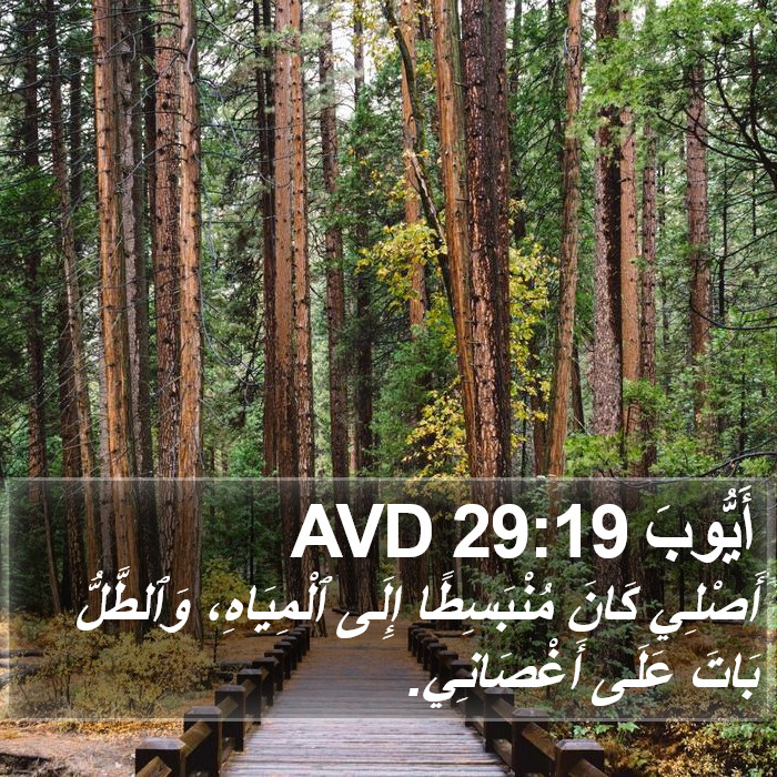 أَيُّوبَ 29:19 AVD Bible Study