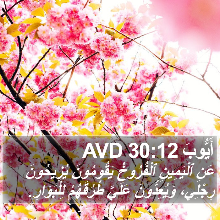 أَيُّوبَ 30:12 AVD Bible Study