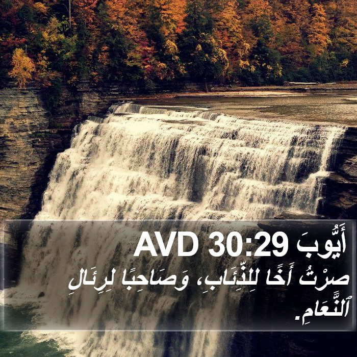 أَيُّوبَ 30:29 AVD Bible Study