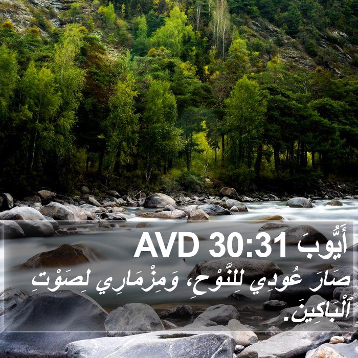 أَيُّوبَ 30:31 AVD Bible Study