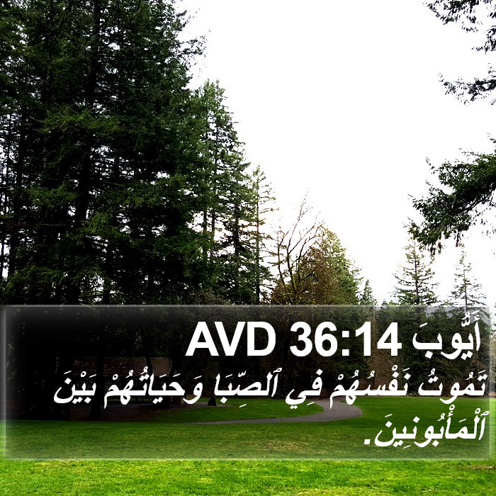 أَيُّوبَ 36:14 AVD Bible Study