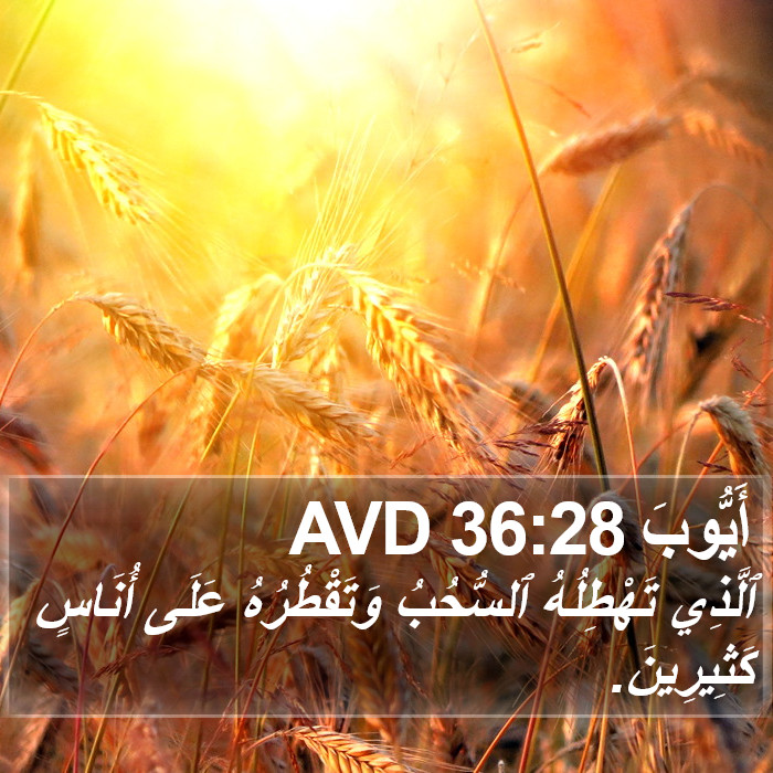 أَيُّوبَ 36:28 AVD Bible Study