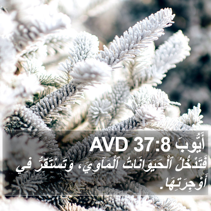 أَيُّوبَ 37:8 AVD Bible Study