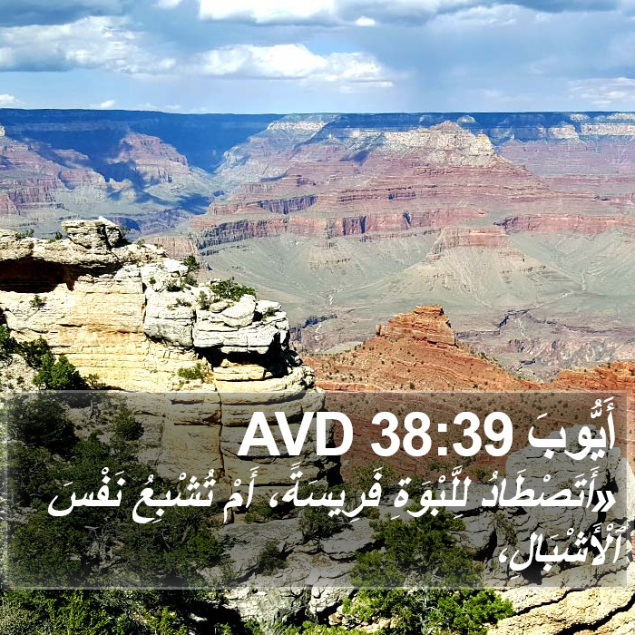 أَيُّوبَ 38:39 AVD Bible Study