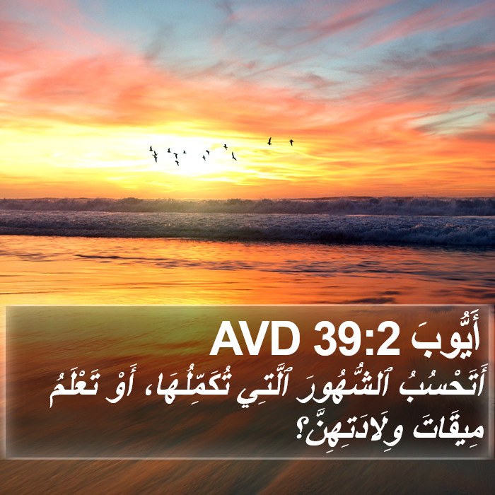 أَيُّوبَ 39:2 AVD Bible Study