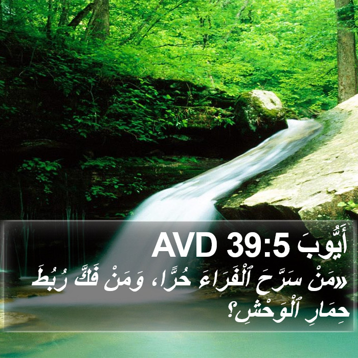 أَيُّوبَ 39:5 AVD Bible Study