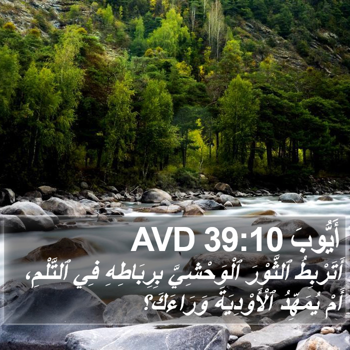 أَيُّوبَ 39:10 AVD Bible Study