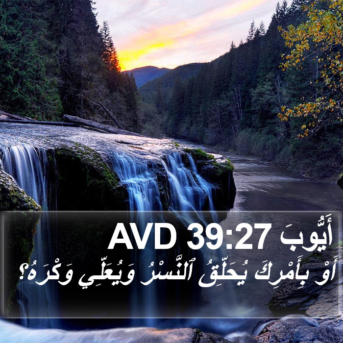 أَيُّوبَ 39:27 AVD Bible Study
