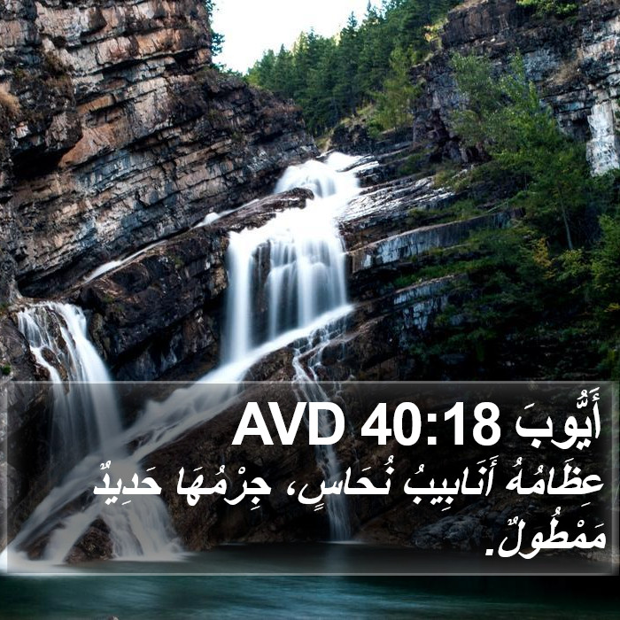 أَيُّوبَ 40:18 AVD Bible Study