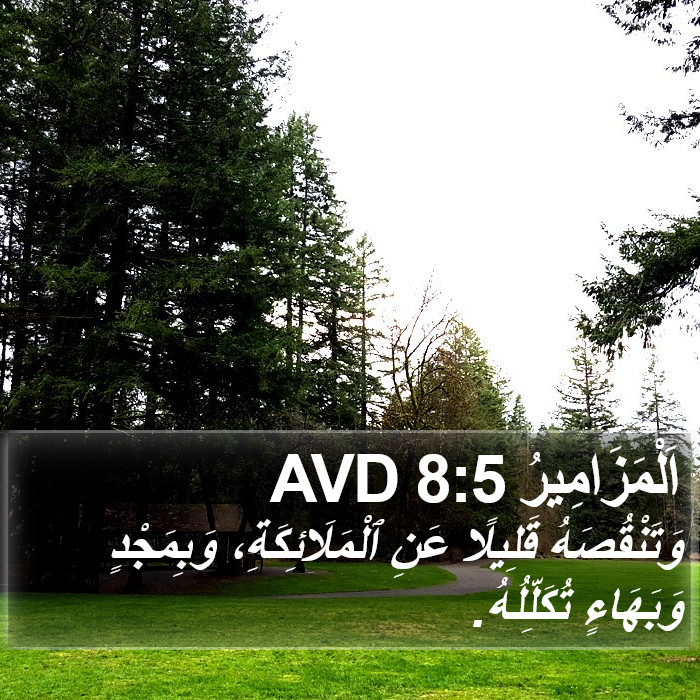اَلْمَزَامِيرُ 8:5 AVD Bible Study