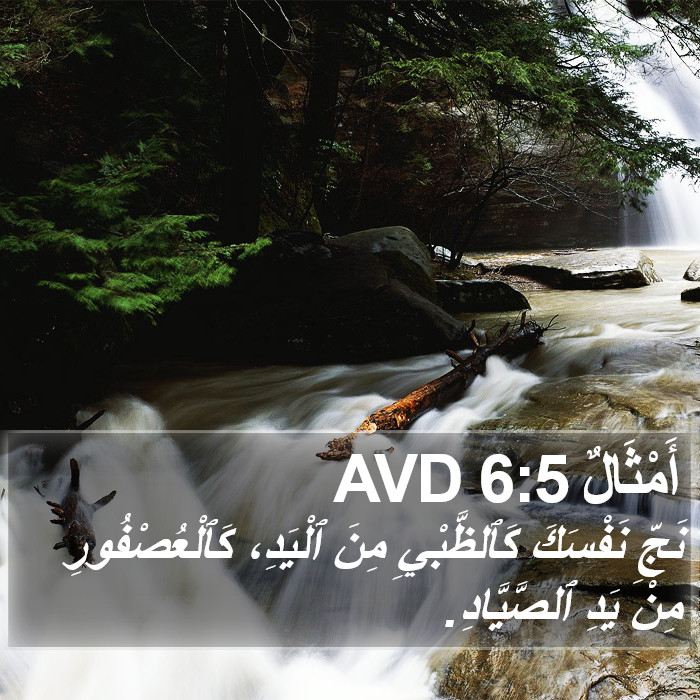 أَمْثَالٌ 6:5 AVD Bible Study