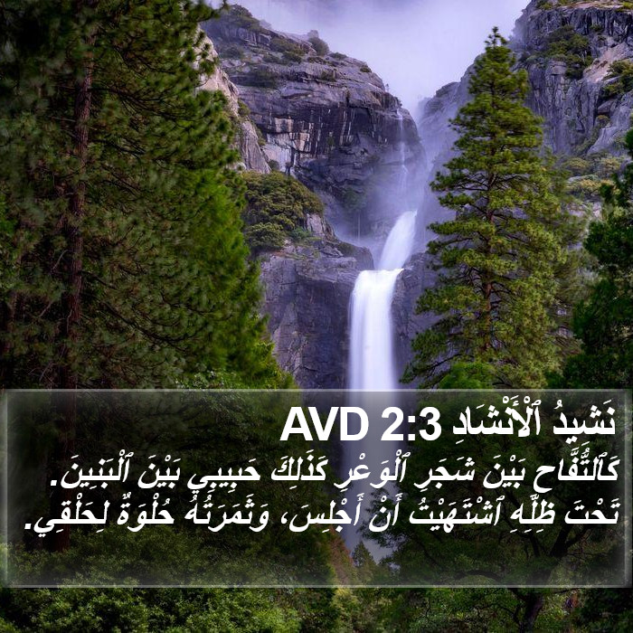 نَشِيدُ ٱلْأَنْشَادِ 2:3 AVD Bible Study