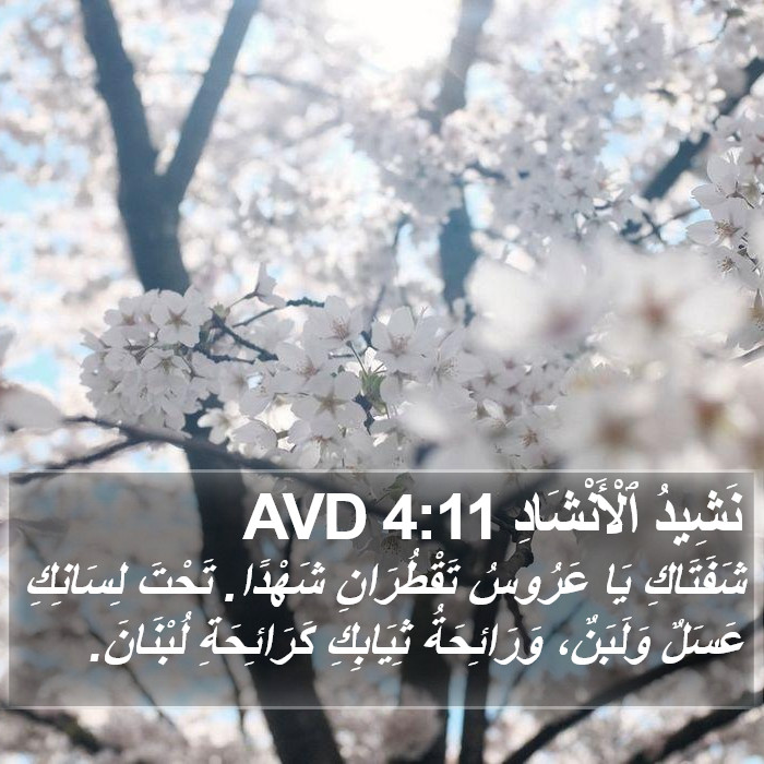 نَشِيدُ ٱلْأَنْشَادِ 4:11 AVD Bible Study