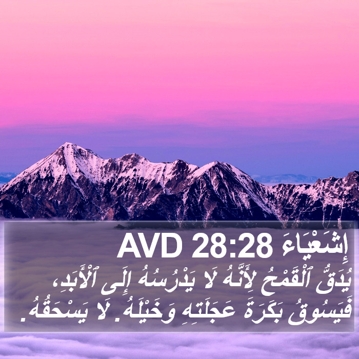 إِشَعْيَاءَ 28:28 AVD Bible Study