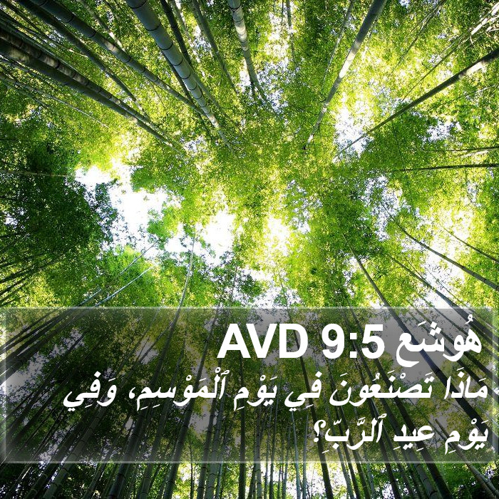 هُوشَع 9:5 AVD Bible Study