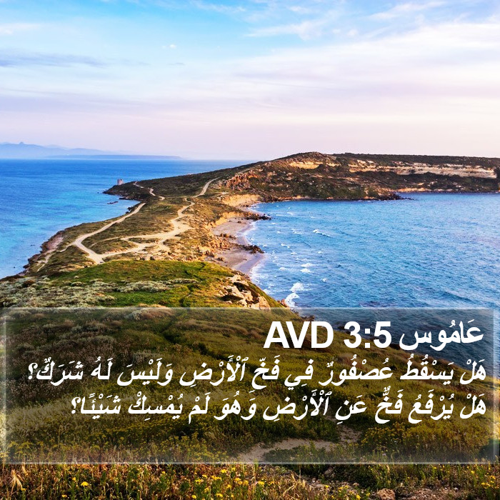 عَامُوس 3:5 AVD Bible Study