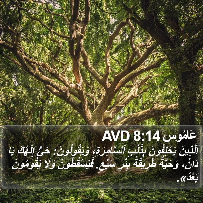 عَامُوس 8:14 AVD Bible Study