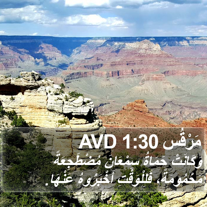 مَرْقُس 1:30 AVD Bible Study