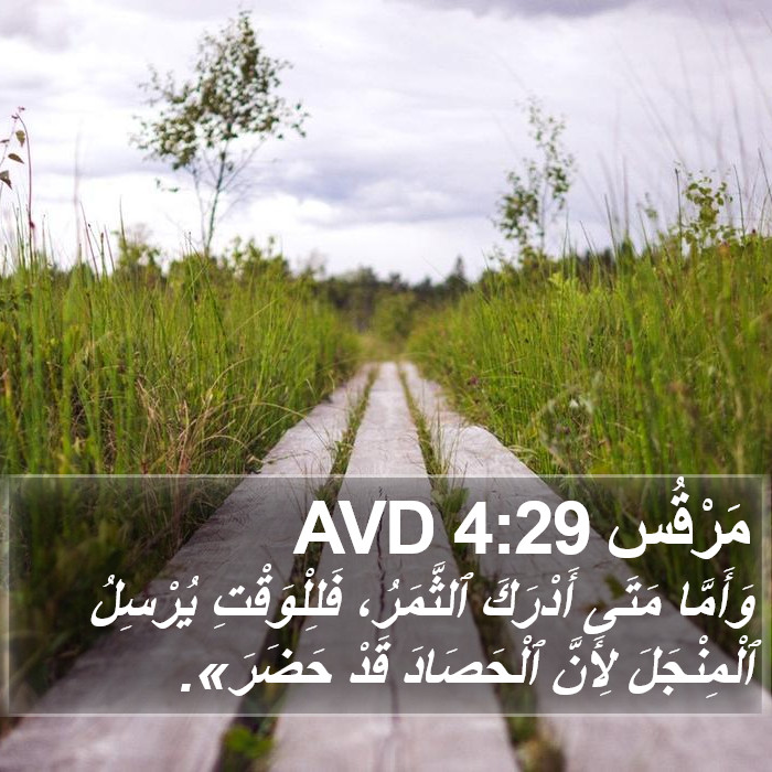 مَرْقُس 4:29 AVD Bible Study