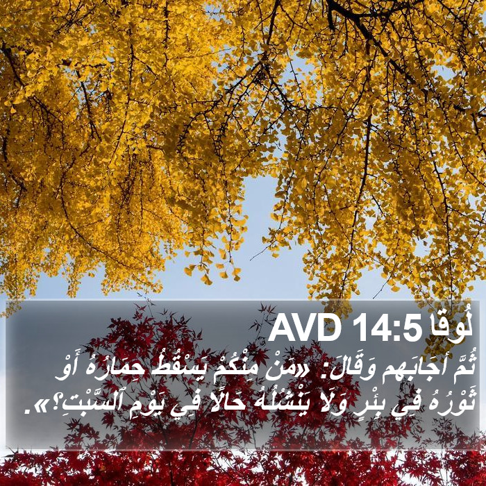 لُوقا 14:5 AVD Bible Study