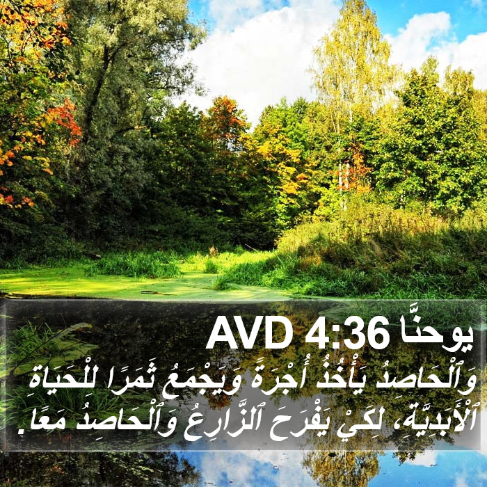يوحنَّا 4:36 AVD Bible Study