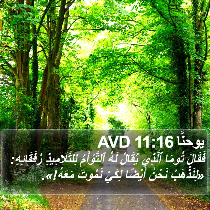 يوحنَّا 11:16 AVD Bible Study